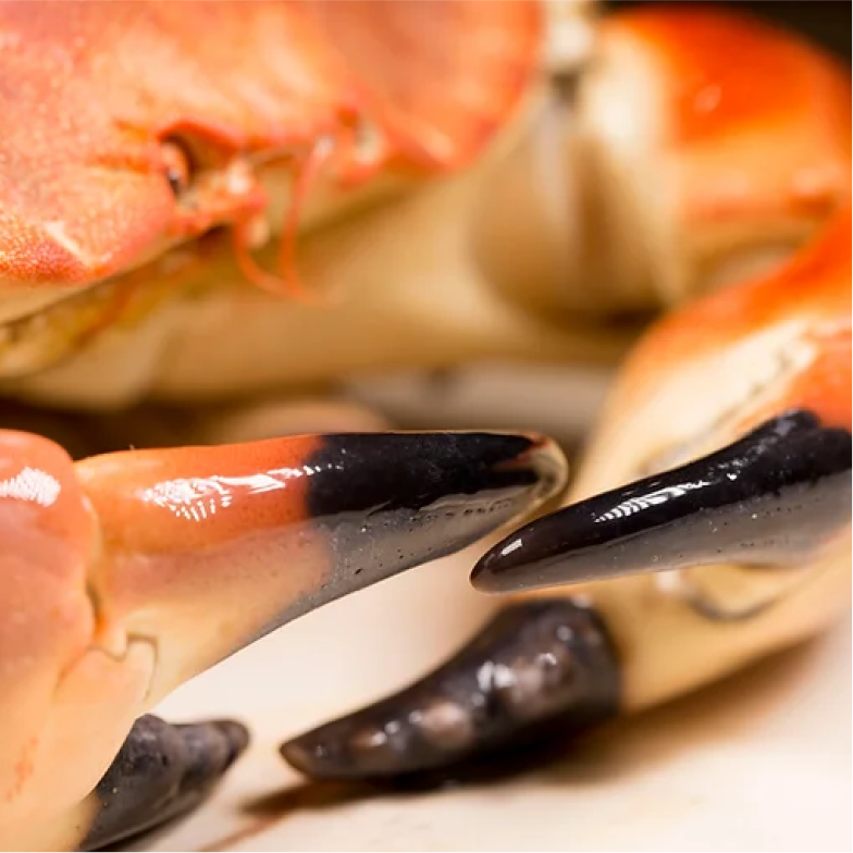 Le restaurant - La Perle De L'ecailler - restaurant PUTEAUX - Restaurant Puteaux terrasse